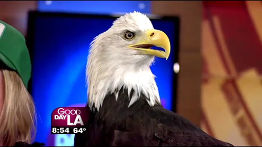 Seneca The Bald Eeagle