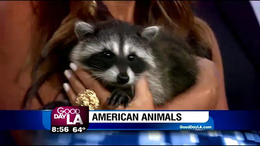 Mischief The Racoon