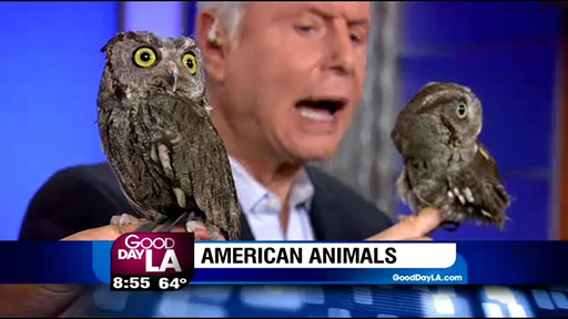 Screech Owls