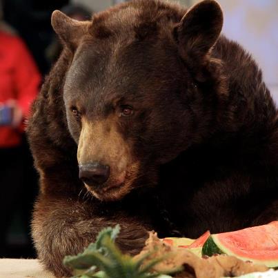 Bear