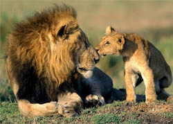 Cute Lions