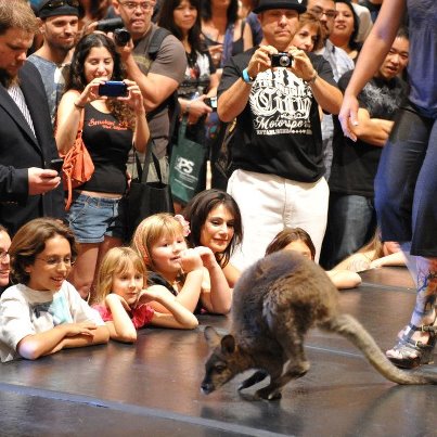 Baby Kangaroo