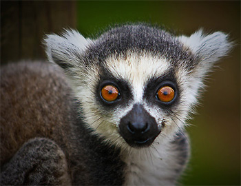 Lemur
