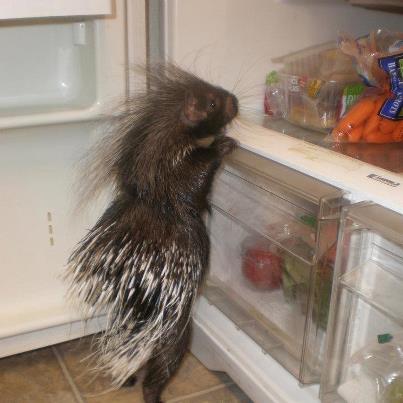 Needles The Porcupine