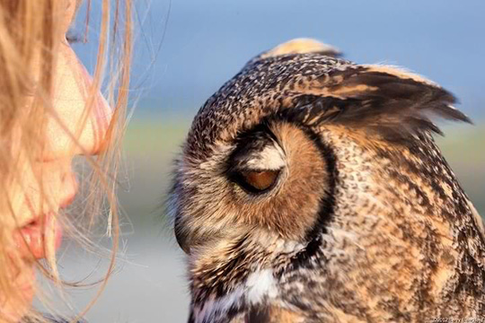Great Horned Owl