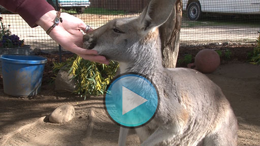 Kangaroo