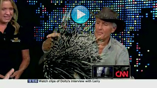 Needles the Porcupine